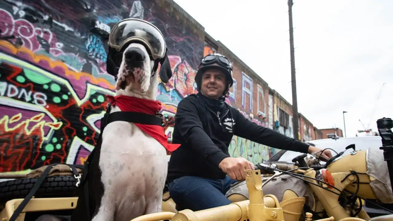 Angleterre, pays des grands chiens – image d’arrière-plan