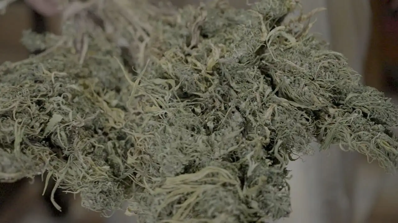 Cannabis : une enquête de Mathieu Kassovitz et Antoine Robin – image d’arrière-plan