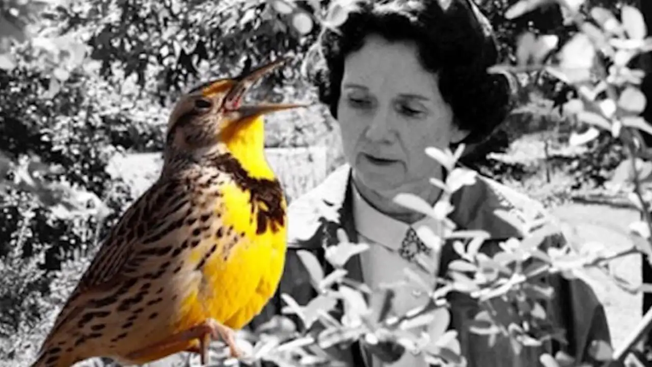 Rachel Carson, la mère de l'écologie – image d’arrière-plan