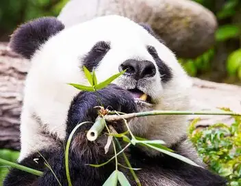 Le zoo de San Diego - Saison 1 - Panda-monium – affiche