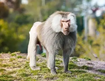 Le zoo de San Diego - Saison 1 - Yeti et bébés – affiche